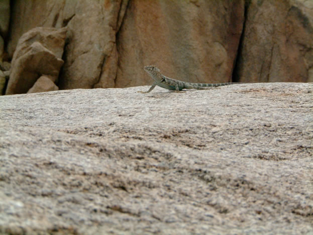 Another banded rock lizard keeps an eye on us.