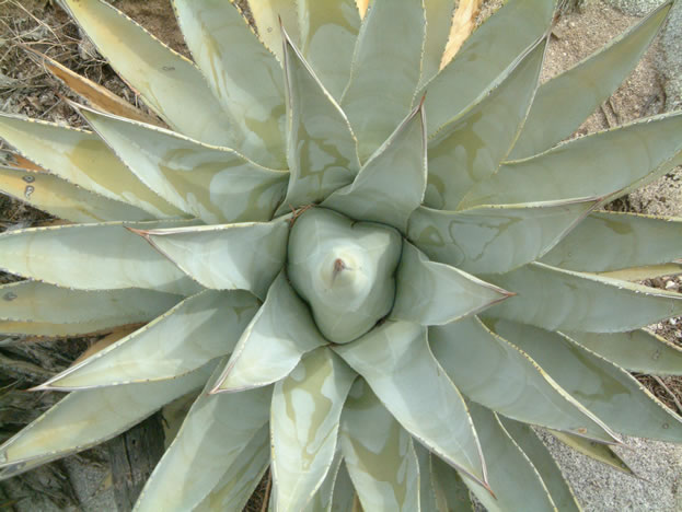 agave