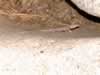 banded rock lizard (85kb)