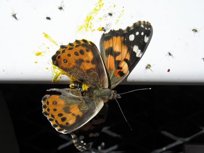 Yes!  Jamie's first butterfly macro.