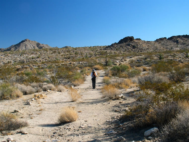 After getting rained out on our last try at this hike, we've got blue skies and mild temps today and are making good time along the now closed roads in the Old Woman Mountains Wilderness.