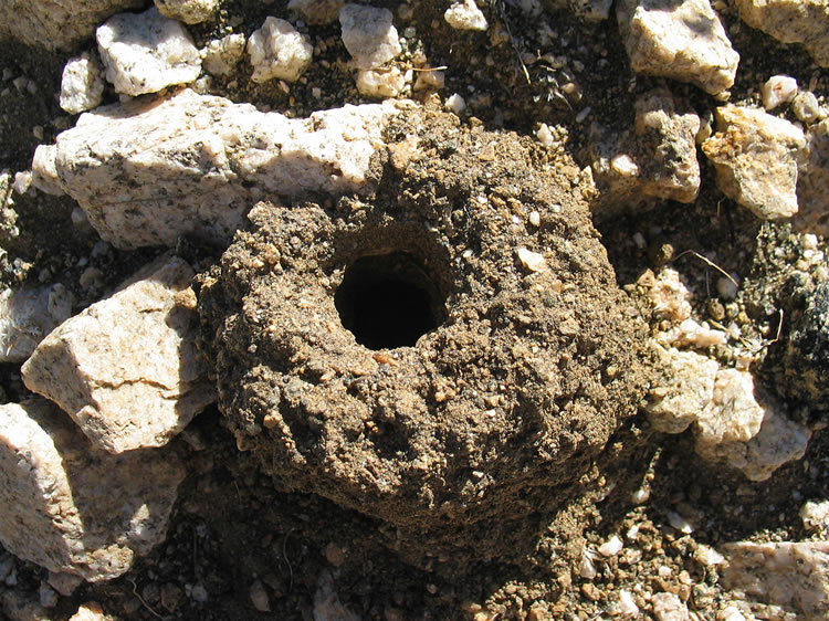 Well, it's time to start the return hike.  We decide to take a different route down from the cabin and in doing so come upon several interesting burrows.  We're still trying to find out what creature lives in them.  We didn't notice any associated web or silk lining.  Let us know if you have the answer.