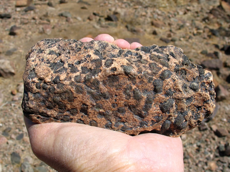 The next thing that attracts our attention is the unusual type of rock that is strewn around.  As we find more and more of it we begin to call this the Lost Leopard Mine and refer to the rock as "leopard rock."