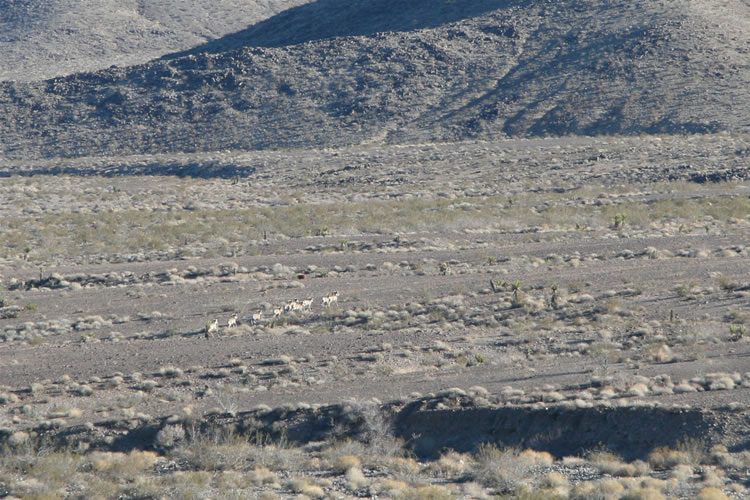 As we make our way out of the mine area, Howard alerts us on the radio that he's spotted some bighorn sheep cresting a nearby hill.  Niki grabs a camera and sprints up the slope.  At first she doesn't see anything but then, in the distance, she spots the rapidly moving herd.   A telephoto lens would have helped, but these guys are moving so fast that she's lucky to even get these shots.