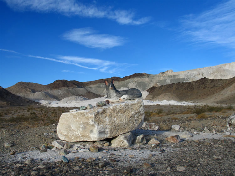 The coyote patiently stands guard over the extremely pure pharmaceutical grade calcium carbonate that is being mined.  In fact, the current yield here is so valuable it is sold by the pound not by the ton.