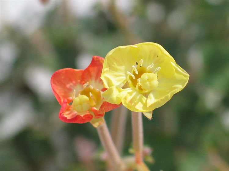 It's in great shape, though, and is producing some really colorful blossoms.