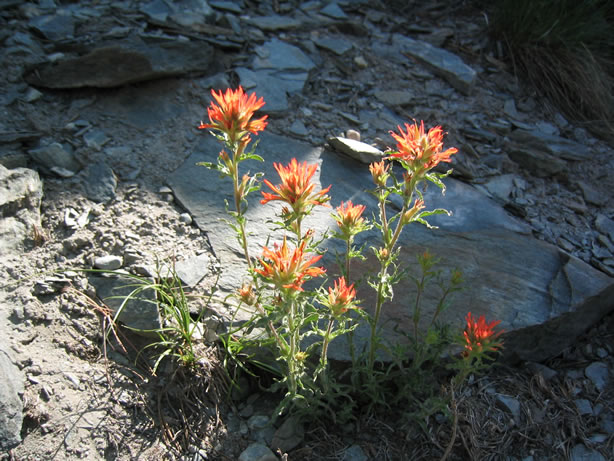 Indian paintbrush