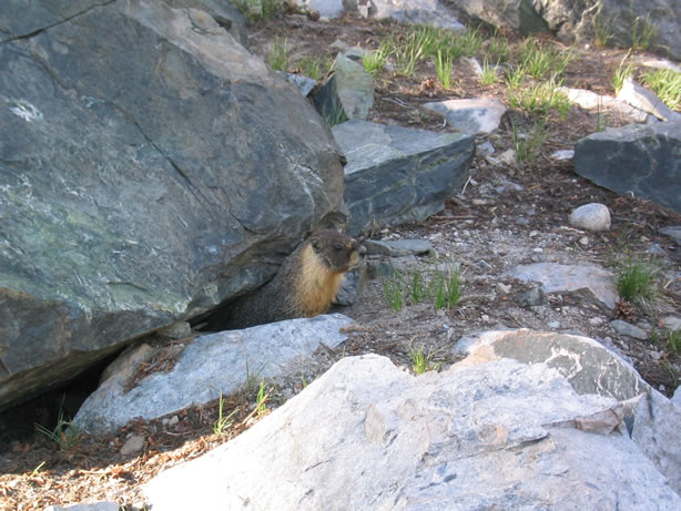 The resident marmot.