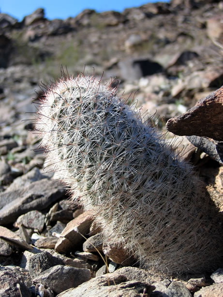 A large fishhook cactus.