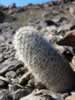 A large fishhook cactus. (93kb)