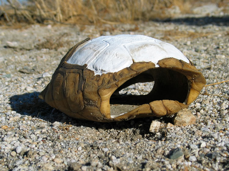 We always hate to come upon these tortoise carapaces.