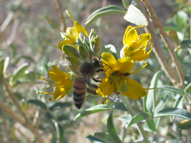 A bee and an ant work on the same bladder pod blossom.