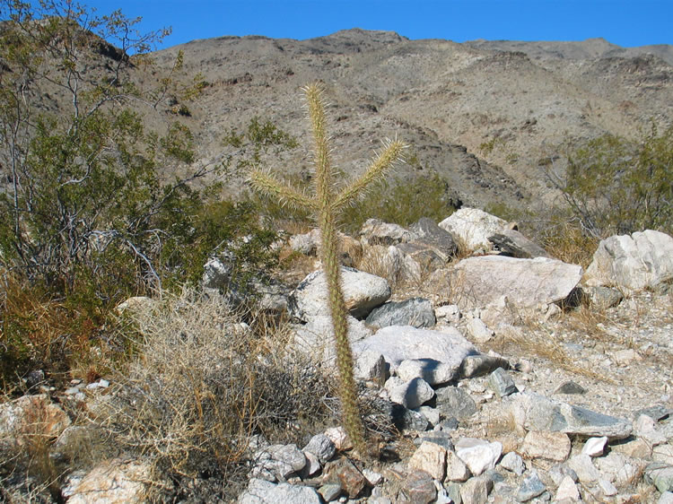 After a short nap and some food we head off again to check out an area that looked promising on the satellite images.  Along the way we come upon what has to be the cutest cactus we've ever seen!