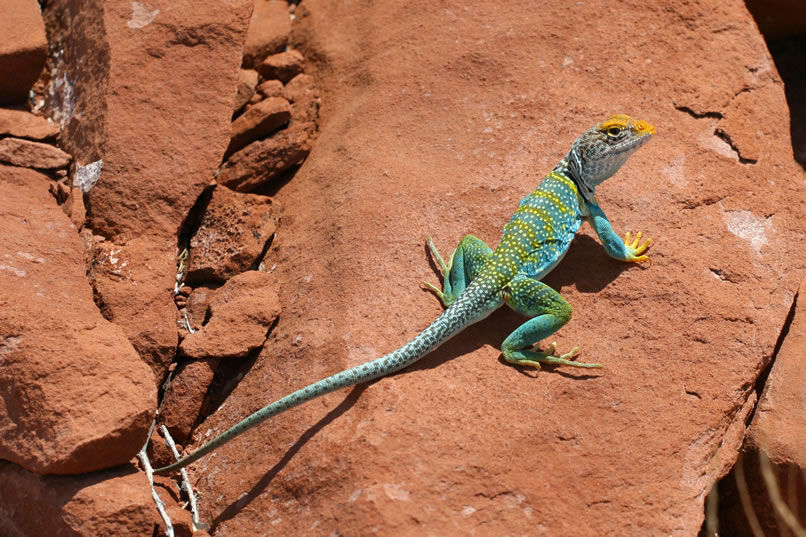 You can see his powerful hind legs, which can propel him at amazing speeds as he chases his prey.  During these pursuits, collared lizards often run only on their hind legs with the forward portion of the body held upright.