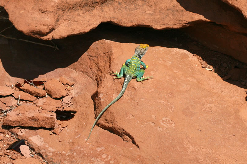 Adult collared lizards range in length from 8 - 14" and get their "collared" name from the dark lines around their necks.