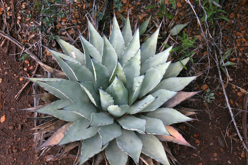 The cacti in the area look healthy and dangerous!