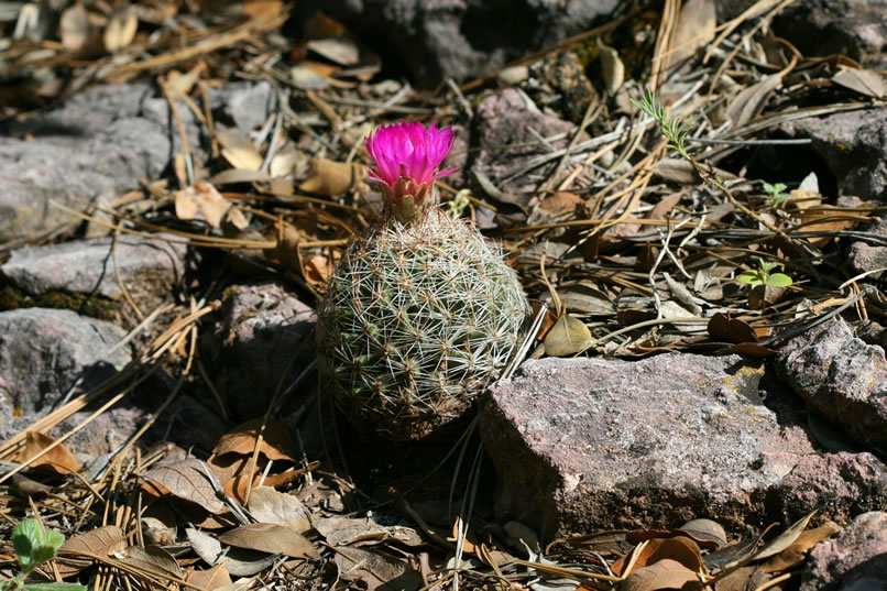 Many small cacti like this one are blooming in the forest clearings.