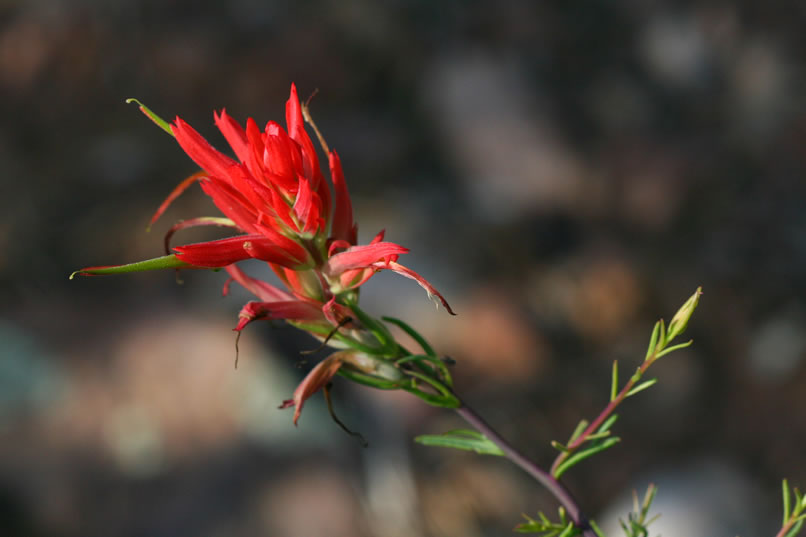 Lots of Indian paintbrush adds other splashes of color to the landscape.