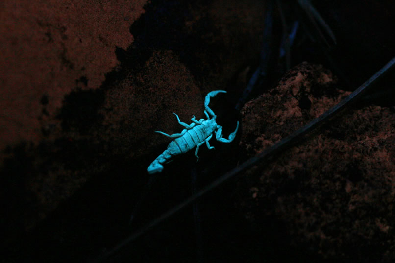 Before turning in, though, we sweep the area with our black light and turn up a colorful scorpion.