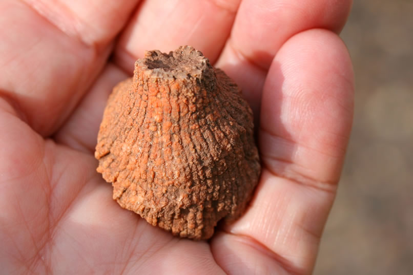 To make a long story short, we struck out on the crinoids but found a beautiful, large Rugosa, or "horn coral."  These corals were mainly solitary, although colonial remains have also been found.