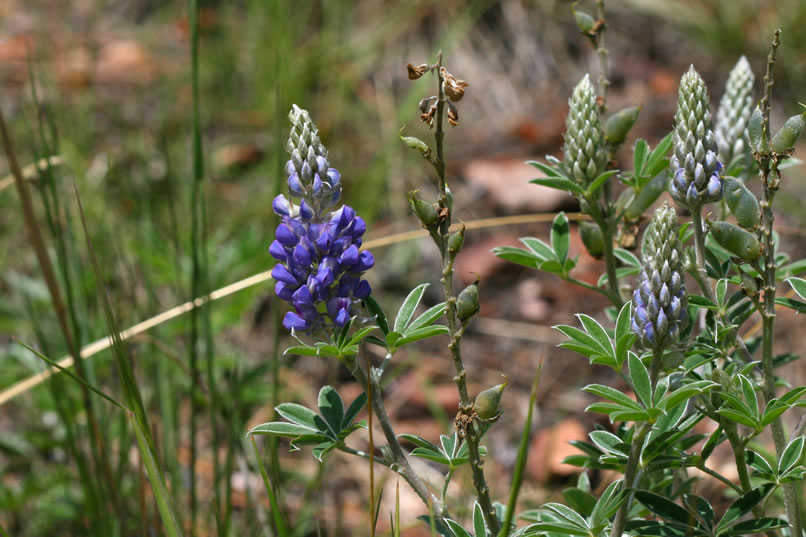 Here's a closer look at the lupine as well.