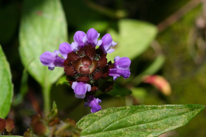 In the damp, mossy area near the grave site is this self-heal, a member of the mint family.