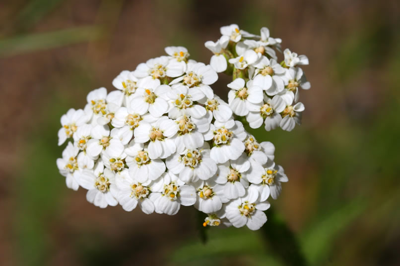 The leaves of this common yarrow give off a medicinal smell when crushed and in fact have many healing properties.