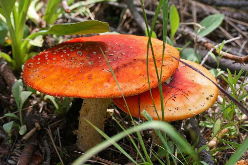 These large and colorful fly agaric mushrooms are a visual treat.