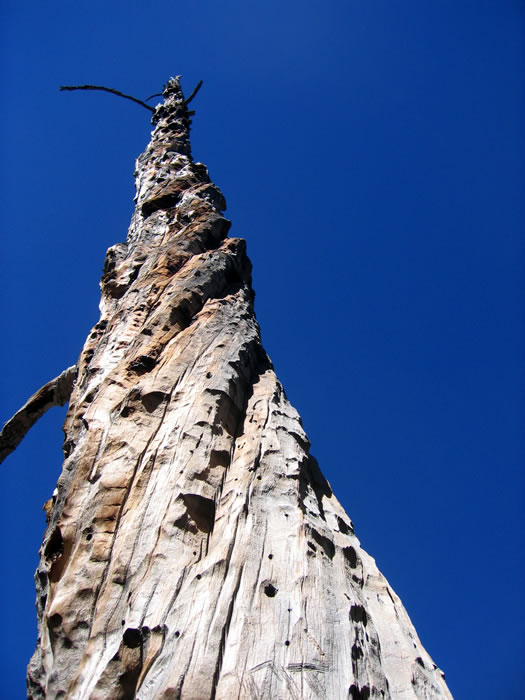 Dead tree with a twist.