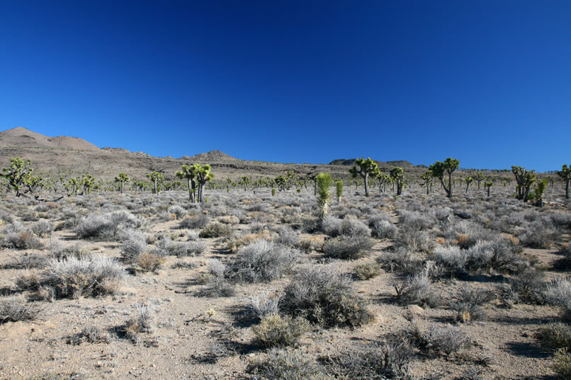 In spite of the cold, it's a beautiful day to go exploring!  We're following those satellites again, hoping that they'll lead us to the canyon that we want.  This isn't just any canyon but rather one that's home to a spectacular array of petroglyphs as well as historic inscriptions.