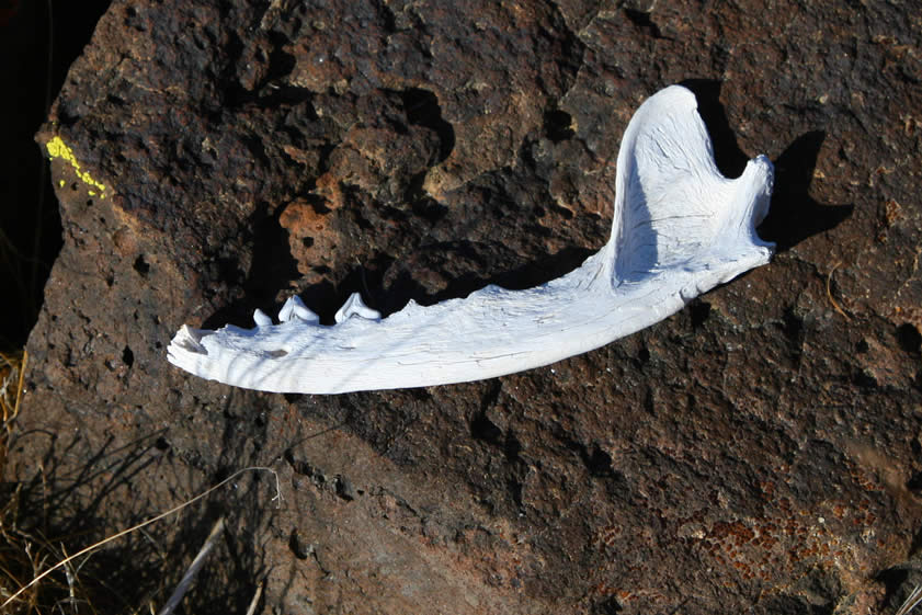 A weathered coyote jawbone.  We find its mate a short distance away in a packrat nest!