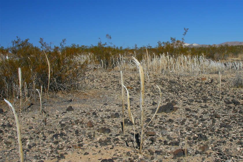 A stand of dry and desiccated desert candle plants.  These are common in the Opal Mountain region and produce a spectacular dark purple bud when they flower.  The Native Americans boiled the young plants with meat to create a stew.