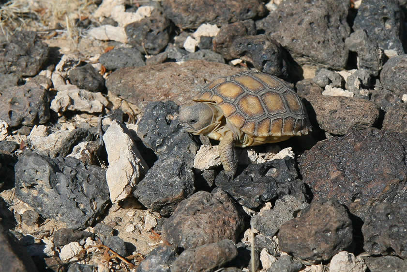It's a tiny baby desert tortoise!  We stay well back and use our telephoto lens to capture these photos of this rare treat.