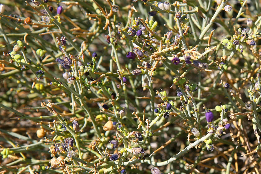 These deep purple blooms are on a Turpentine Broom plant.  Rubbing the plant will leave your fingers covered with an oily compound which has a pungent citrus odor.  The Kawaiisu and Western Shoshone believe that the plant has special powers to keep snakes away.  It works.  We didn't see a one!