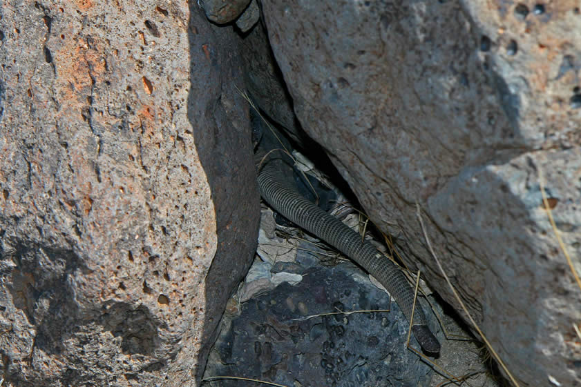 Aside from the two petroglyph panels and some great views, nothing else turns up.  However, as Niki retraces her route to the canyon mouth she startles a large chuckwalla which wedges itself into a rock crevice with only its tail visible.