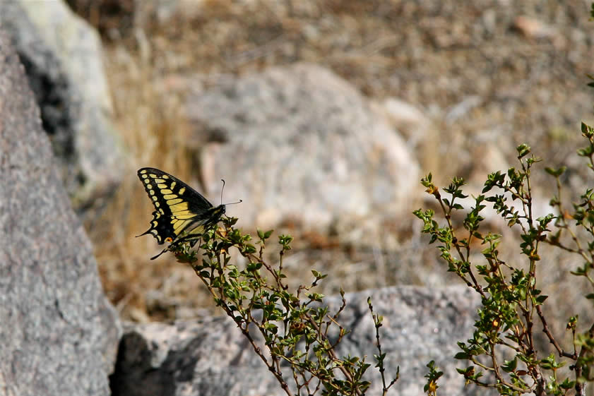 A desert black swallowtail resting on a creosote bush.