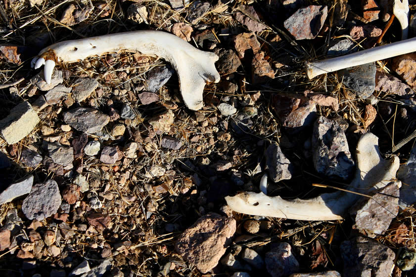 After retracing our route to the top of the canyon,  we notice a scatter of bones that we missed earlier.  They appear to be from a coyote and we find among them a skull, some vertebrae and these disarticulated jawbones, one of which still has some nasty looking teeth in it.