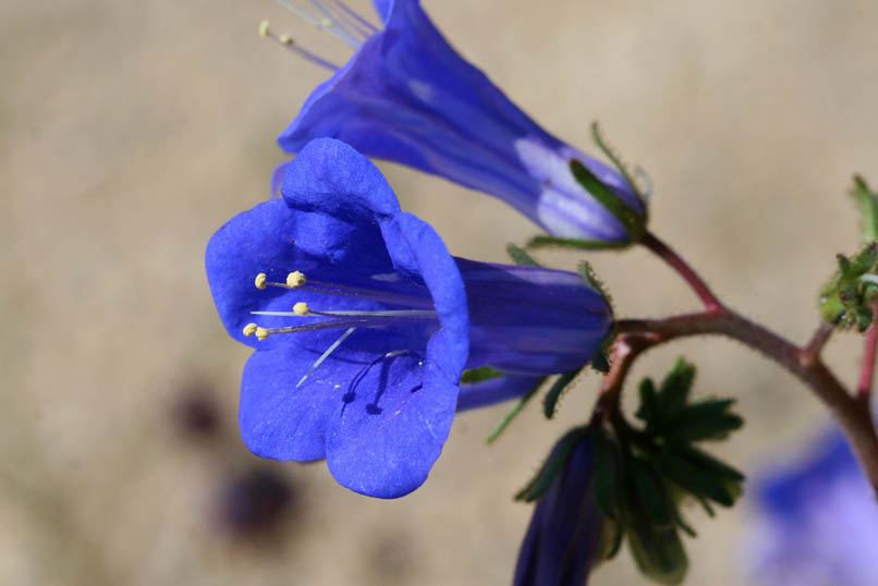 A closer look at the deep blue tubular Canterbury bell flower.  Since this is a member of the Phacelia species, one should avoid handling it due to the contact dermatitis that often develops from the irritation of the tiny stiff hairs that cover the plant.