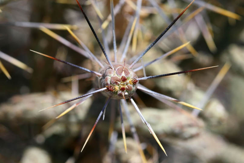 Nothing says "Stay Away" quite like a pencil cholla!