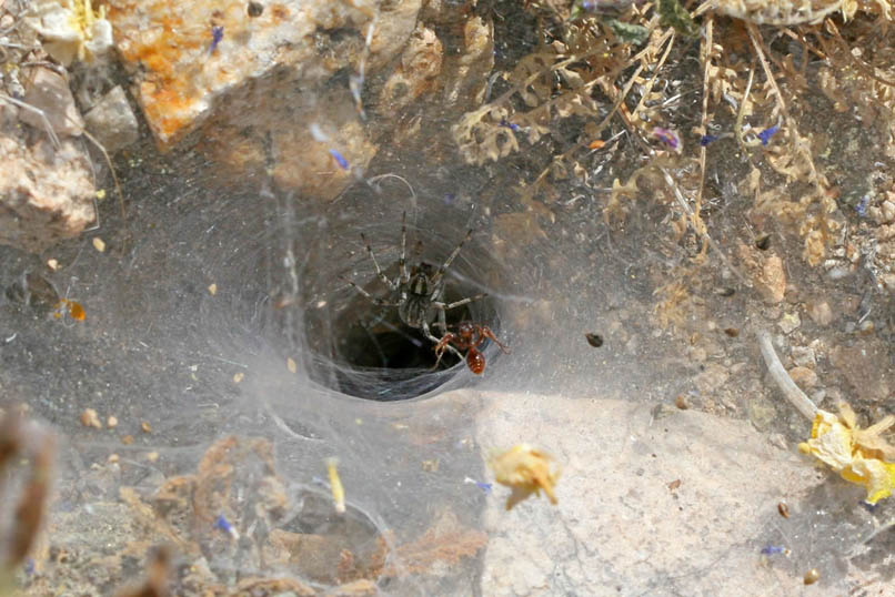 So when we come upon this large funnel weaver spider web we're more than ready to take a break.  Niki gets her camera ready and then flicks an ant into the funnel.  Although the ant puts up quite a fight, it's no match for the spider.
