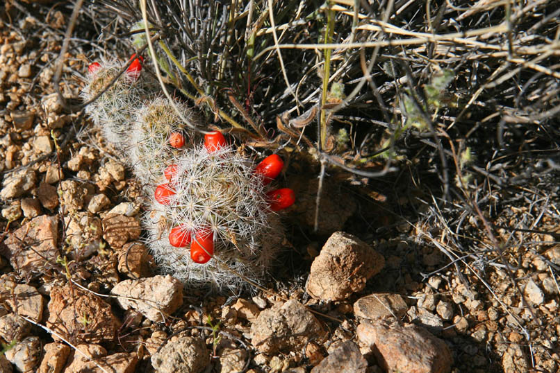 Here's a fishhook cactus with bright red fleshy fruit.