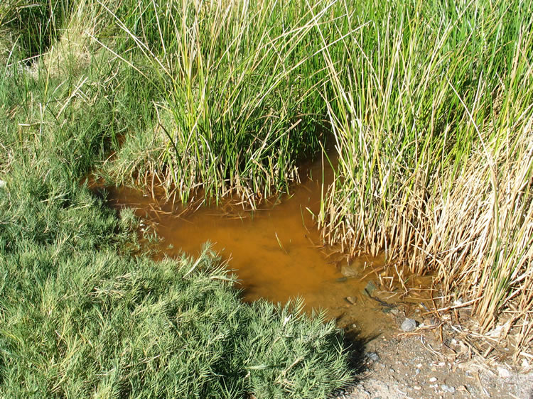 The damselfly, as well as a host of other creatures, is obviously drawn to the water which creates this lush environment.