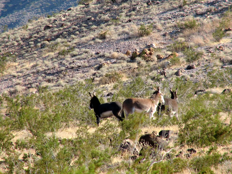 I think they brayed, "Now we've seen everything," before they went on with their burro business.