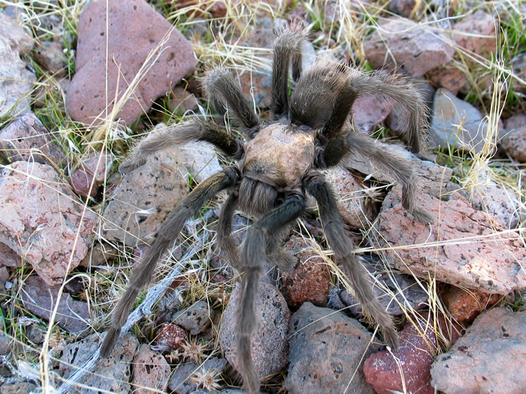 As we prowl around the campsite we encounter a tarantula looking for dinner.
