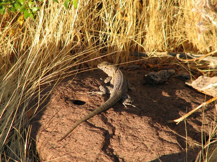 We also spot a lizard soaking up the last rays of sunlight.