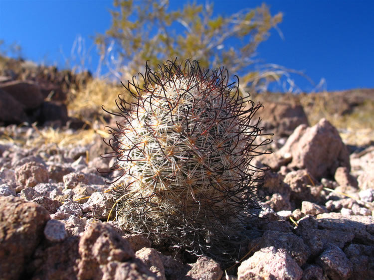 A couple of tiny fishhook cacti have taken up residence alongside the trail.