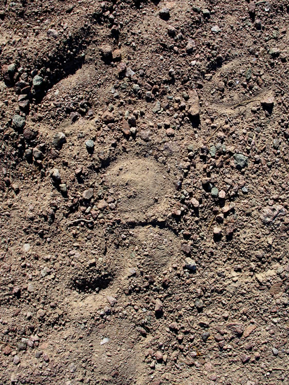 The hoof prints of wild burros are found throughout the little bowl in which the spring nestles.