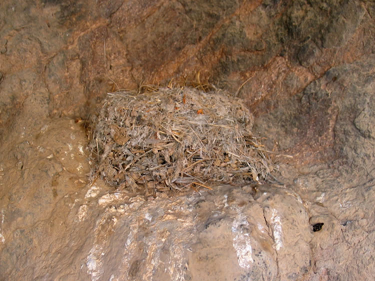 A well protected nest inside the shelter.