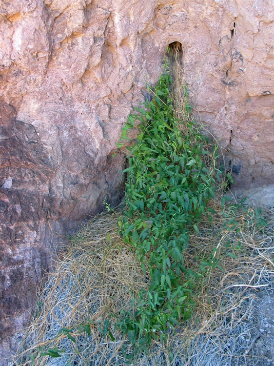 It seems that the water issues from what is either a natural or man-made opening in the rock face.  Some of the vegetation appears to be growing right out of that opening.