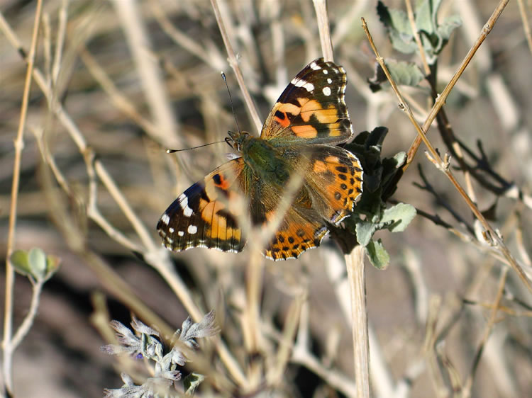 The desert lavender is a real butterfly magnet.